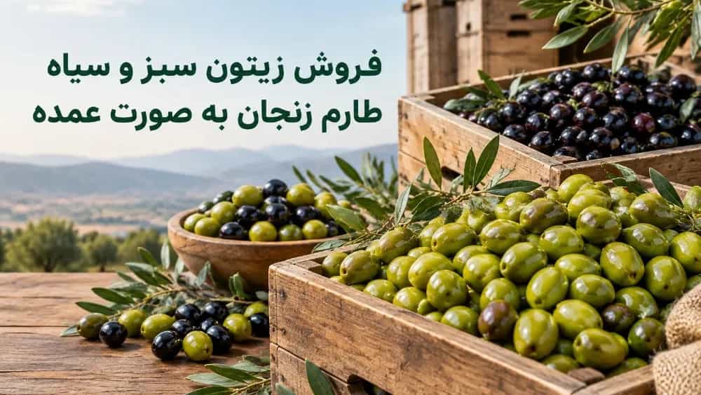 فروش زیتون سبز و سیاه طارم زنجان به صورت عمده